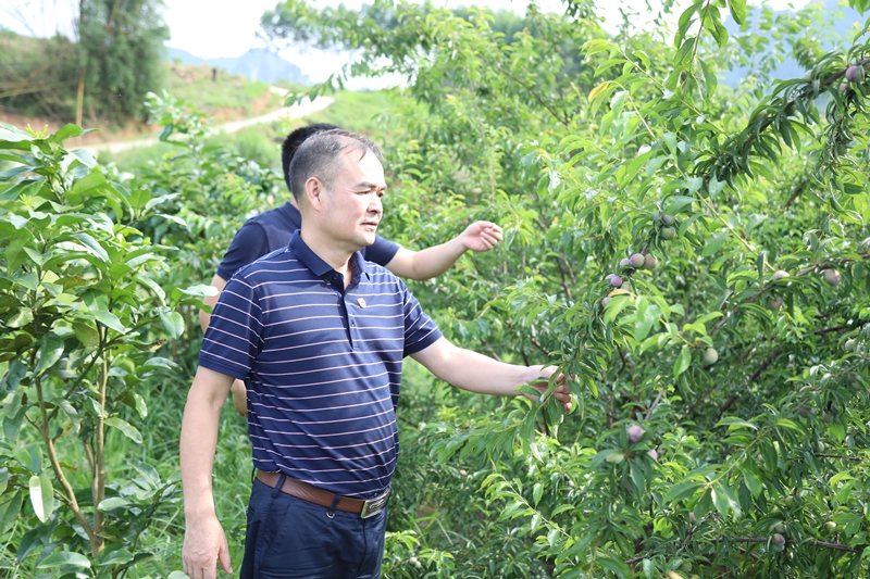 路建集團黨委書記、董事長羅光同志實地調(diào)研豹山村產(chǎn)業(yè)扶貧情況_副本.jpg